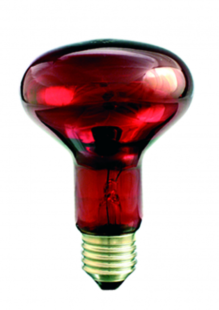 PROMIENNIK PODCZERWIENI E27 R80 100W RUBIN IR1 TERRARYSTYKA - PRO-1465 - HELIOS żarówki
